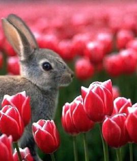 Frühling am Gardasee